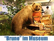 Bär „Bruno“ alias "JJ1" am Bienenstock. Ab dem 27.03.2008 zeigt das Museum Mensch und Natur Bayerns berühmten "Problembären" (Foto: Martin Schmitz)